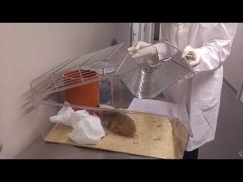 Vidéo: Les hamsters sont-ils des reproducteurs prolifiques ?