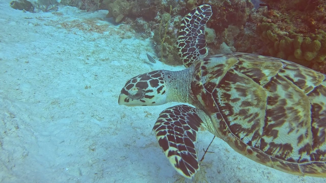 Cayman 2025 | Day 2 – Dive 2 | Wildlife Reef 🌊