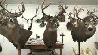 The Art and Science of Taxidermy