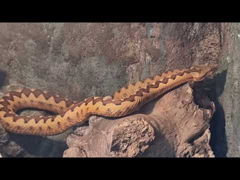 Long-nosed viper
