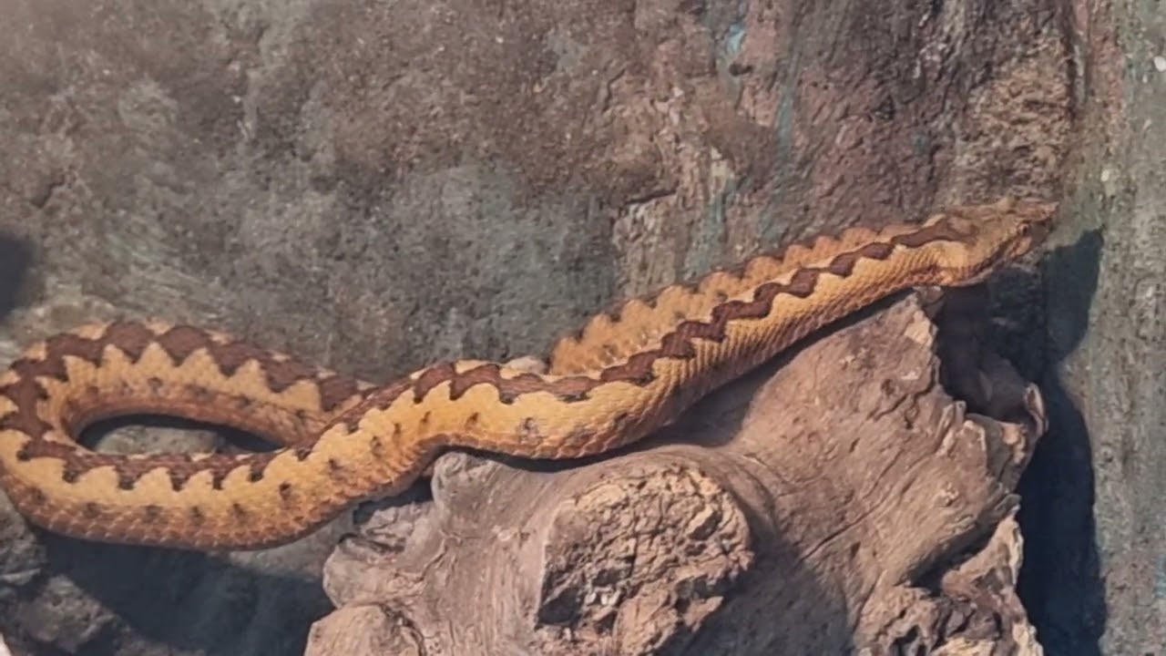 Long-nosed viper