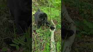 Enjoying my forest walk  #cat #forest #viral #viralvideo #shortvideo #shorts #cutecat #fyp #cute