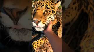 Jaguar Kisses