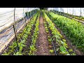 Trellis in a Tunnel