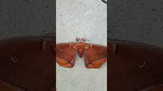 Antheraea polyphemus, the Polyphemus moth