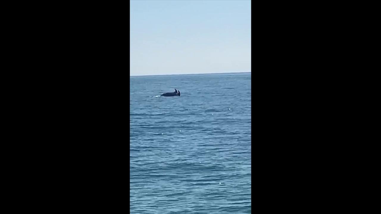 I delfini tornano a Jesolo, ecco il video di un pescatore