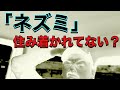 【ネズミ】住み着かれていないかチェックするポイント!!