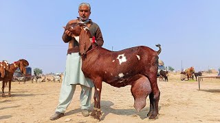 Big Goats Of Khawar Khan Of Sahiwal - Bkra Mandi Sahiwal