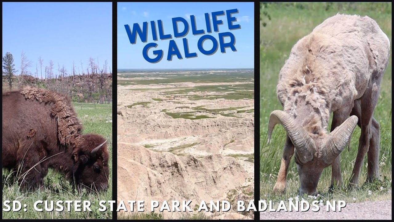 Animals in The Badlands?? | SD: Custer SP and Badlands NP