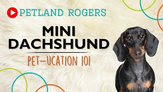Everything you need to know about Miniature Dachshund puppies!