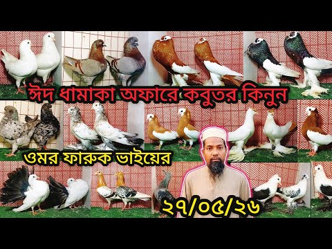 ঈদ ধামাকা অফারে কবুতর কিনুন ওমর ফারুক ভাইয়ের | pigeon video | কবুতর |