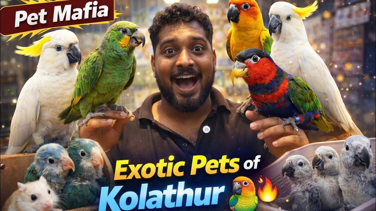 Экзотические ара и какаду на рыбном рынке Колатхур 🐦‍⬛ | Уход и советы | Видеоблог Широ 🔥