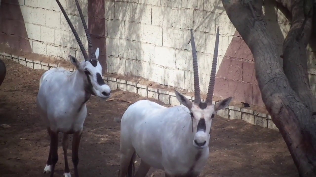 المها العربي الوضيحي _ Oryx