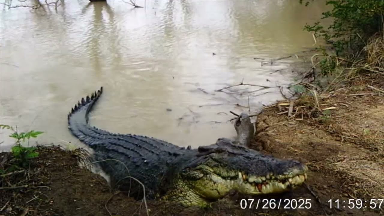 Big Saltie on Trail Cam