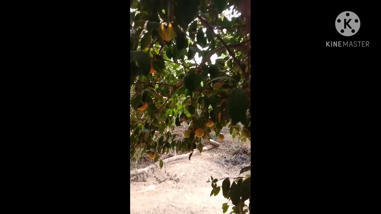 Meri dadi ke garden ke orange 🍊 