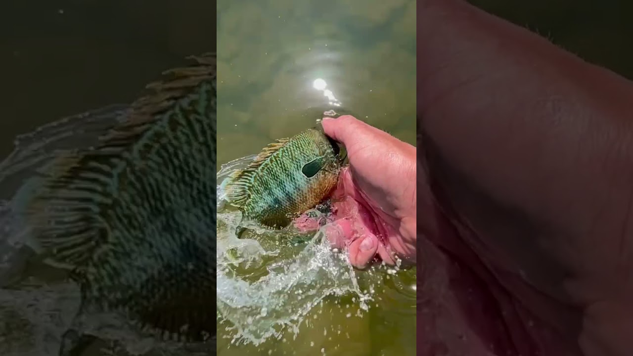 Slow-Mo Longear Sunfish