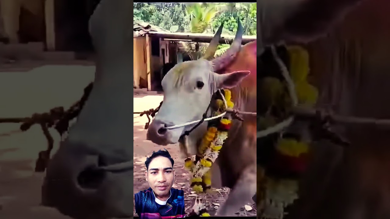 #cow