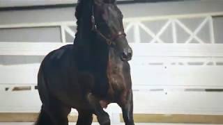 Fortress - Equestrian Music Video