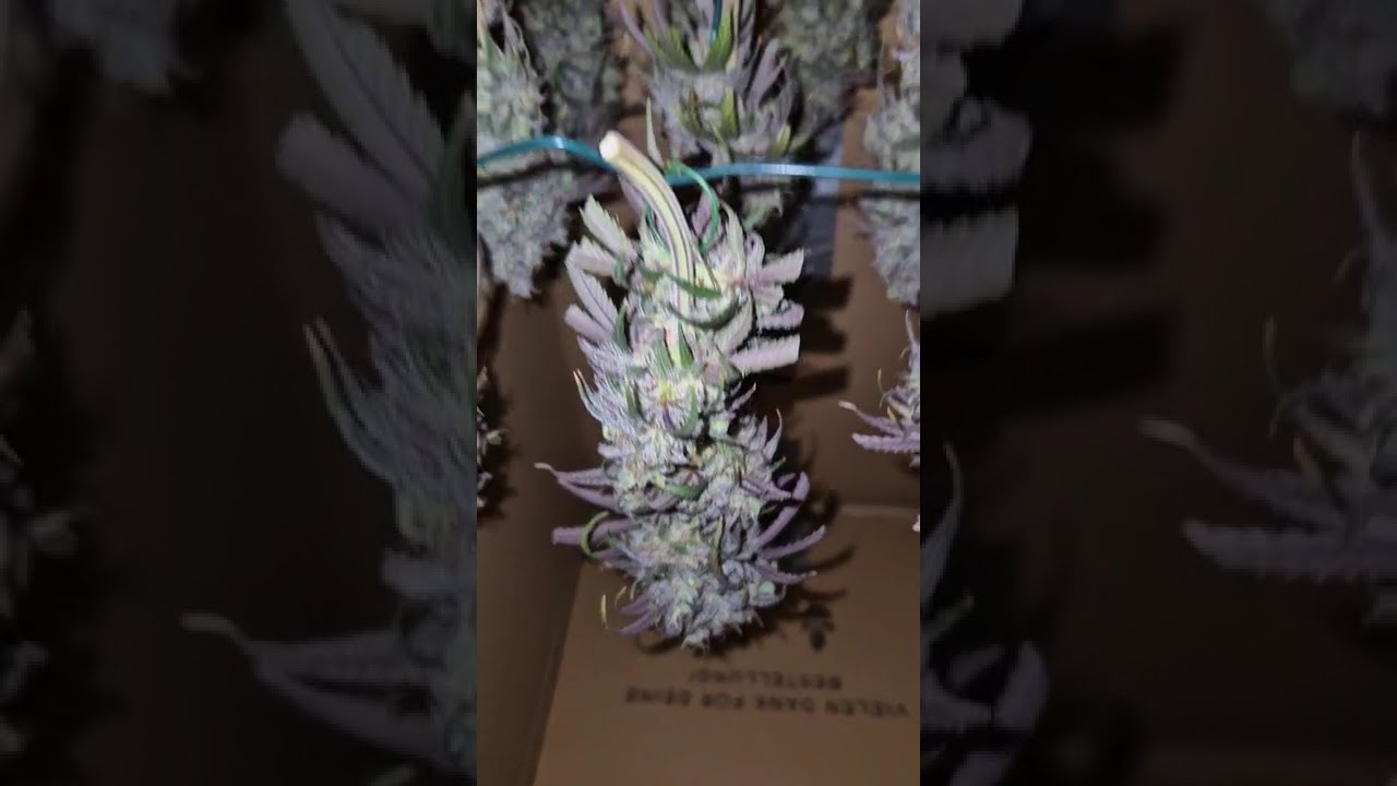 🔹️🍣 Blue Zushi by 