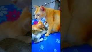 Download Lagu #purecutenes#dangdut MP3