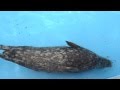 市立室蘭水族館のアザラシ の動画、YouTube動画。