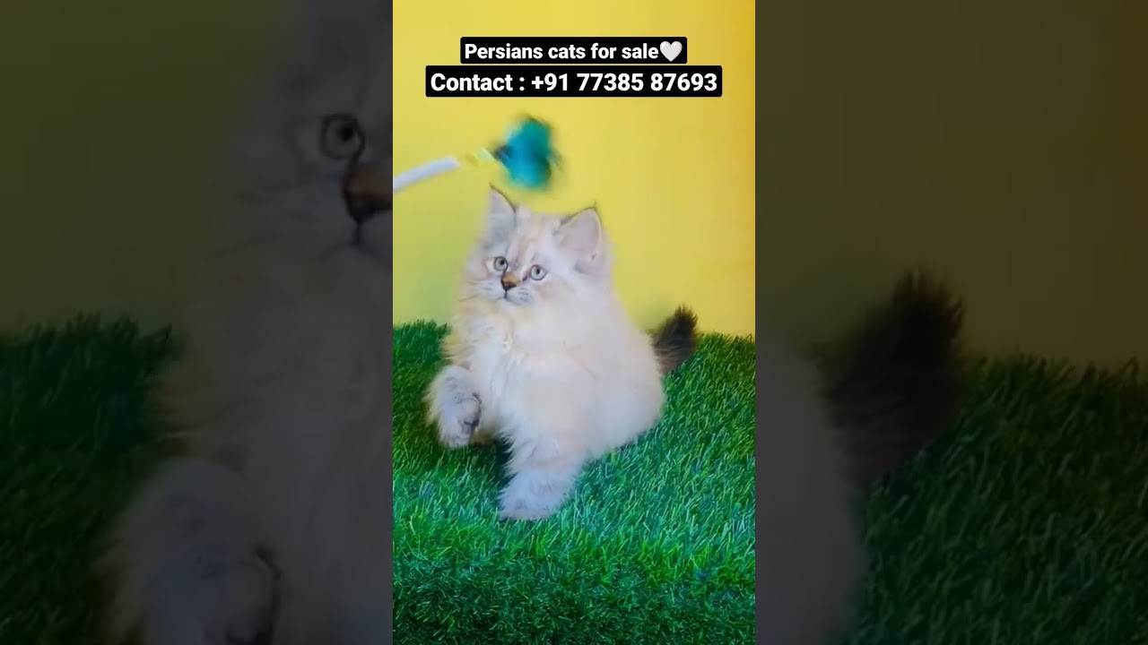Persian cats for sale🤍 YouTube
