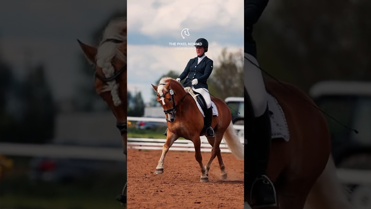 Stunning Haflinger in Dressage competition 🔥 
