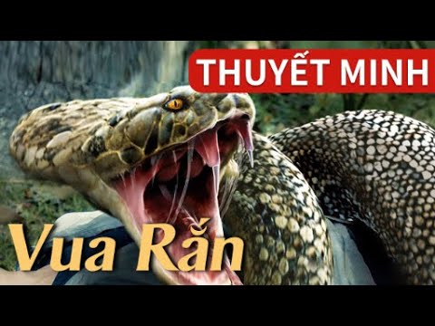 Phim Hành Động Mạo Hiểm Thuyết Minh | Vua Rắn 2021 | Đại họa rắn ập đến, hấp dẫn không thể bỏ qua