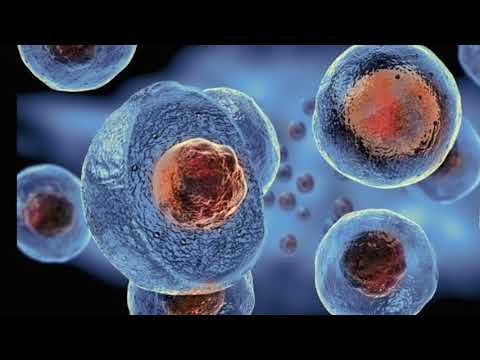 Video: Isolering Af Vævsbeboende Endotelceller Og Deres Anvendelse I Regenerativ Medicin