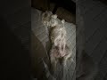 おはようからおやすみまでお互いに暮らしを見つめる件　#名犬おすし号 #dog #シーズー