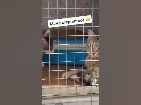 Мама стерпит все - YouTube