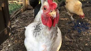 Chickens try eating blueberries