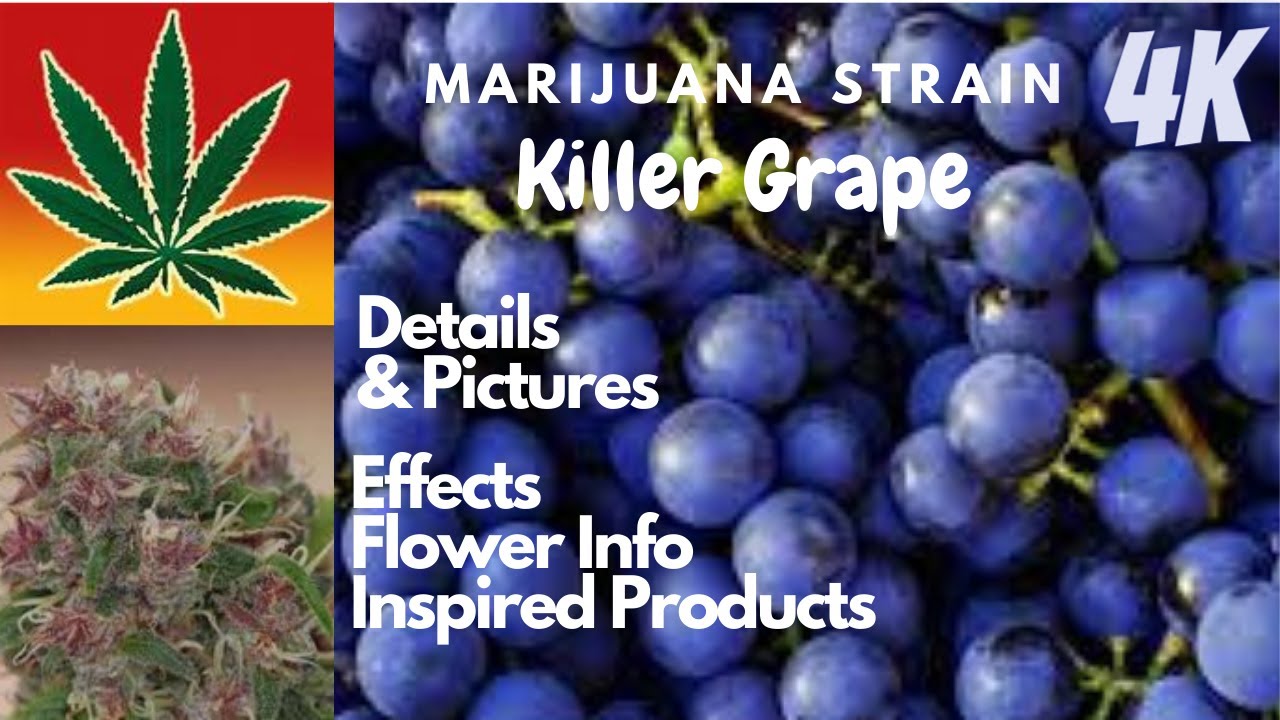 Killer Grape Marijuana Strain Details & Pictures In 4K