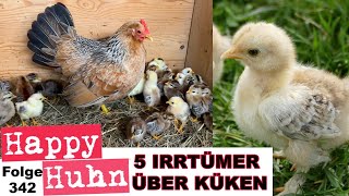 5 Irrtümer über Küken und die Aufzucht! Von Geschlechter bestimmen bis Fütterung! HAPPY HUHN E342