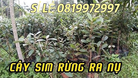 Cây sim rừng nụ to hoa đỏ/ 0819972997