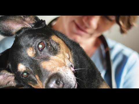 Video: Známky rupturovaných ušních bubnů v canines