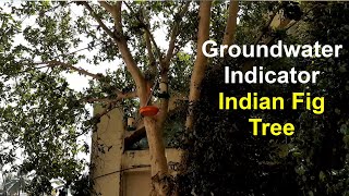 Groundwater indicator Indian Fig Tree