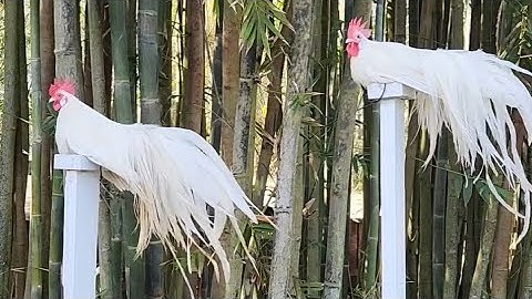 White Bantam Phoenix Qaib Dib Tw Ntev #reels #chicken #qaibdib #gamefowl #ayam #gallos #poultry