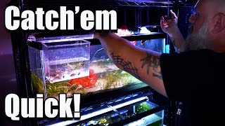 They Didn't Stand a Chance: How to Catch Aquarium Fish Like a PRO!