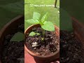Mi kreskigis kapsiketojn! #esperanto