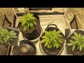 Growing Cannabis 3 Different Strains: Day 23 vs 26 From Sprout.