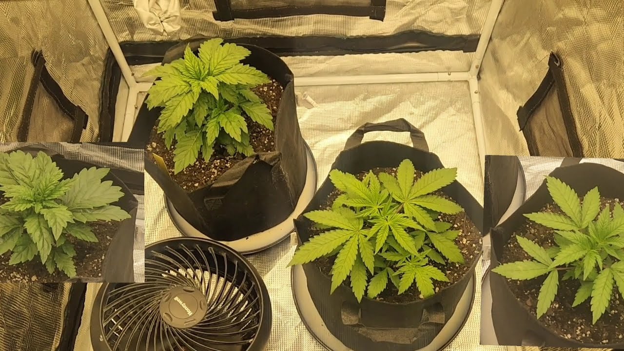 Growing Cannabis 3 Different Strains: Day 23 vs 26 From Sprout.