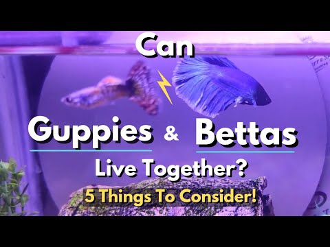 วีดีโอ: เพื่อนร่วมรถถังสำหรับ Bettas และ Betta Fish ในถังชุมชน