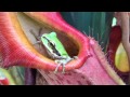 Nepenthes frog.