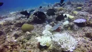 Moray Eel vs. Porcupinefish