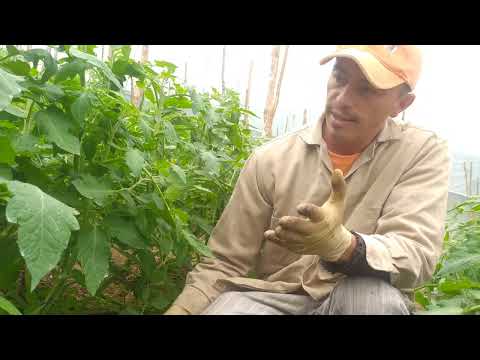 Video: Cortar las hojas de los tomates: Aprenda a cortar las plantas de tomate