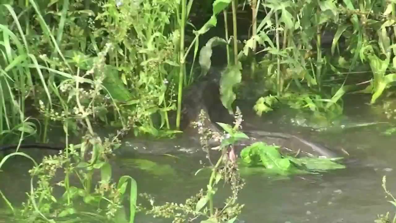 鯉の産卵 Npo法人 せたがや水辺デザインネットワーク