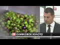 Особое оливковое масло холодного отжима изготовили агрономы КФУ имени Вернадского