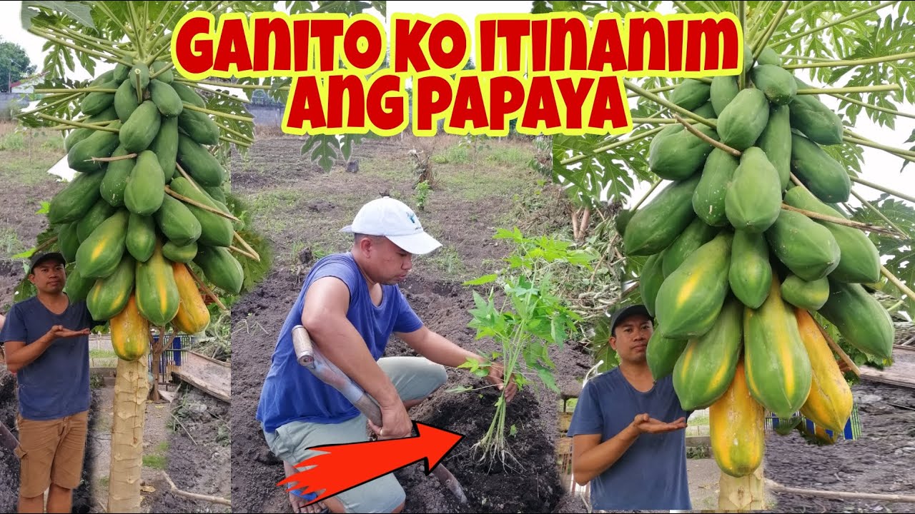 How to Plant Organic Papaya  Seeds From Fruits | Red Cavity