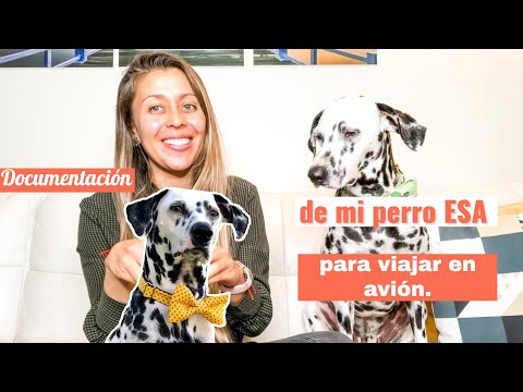 Vídeo: 4 Formas De Recordar A Tu Mascota Mientras Viajas - Matador Network